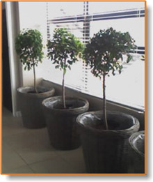 modern bathroom blinds